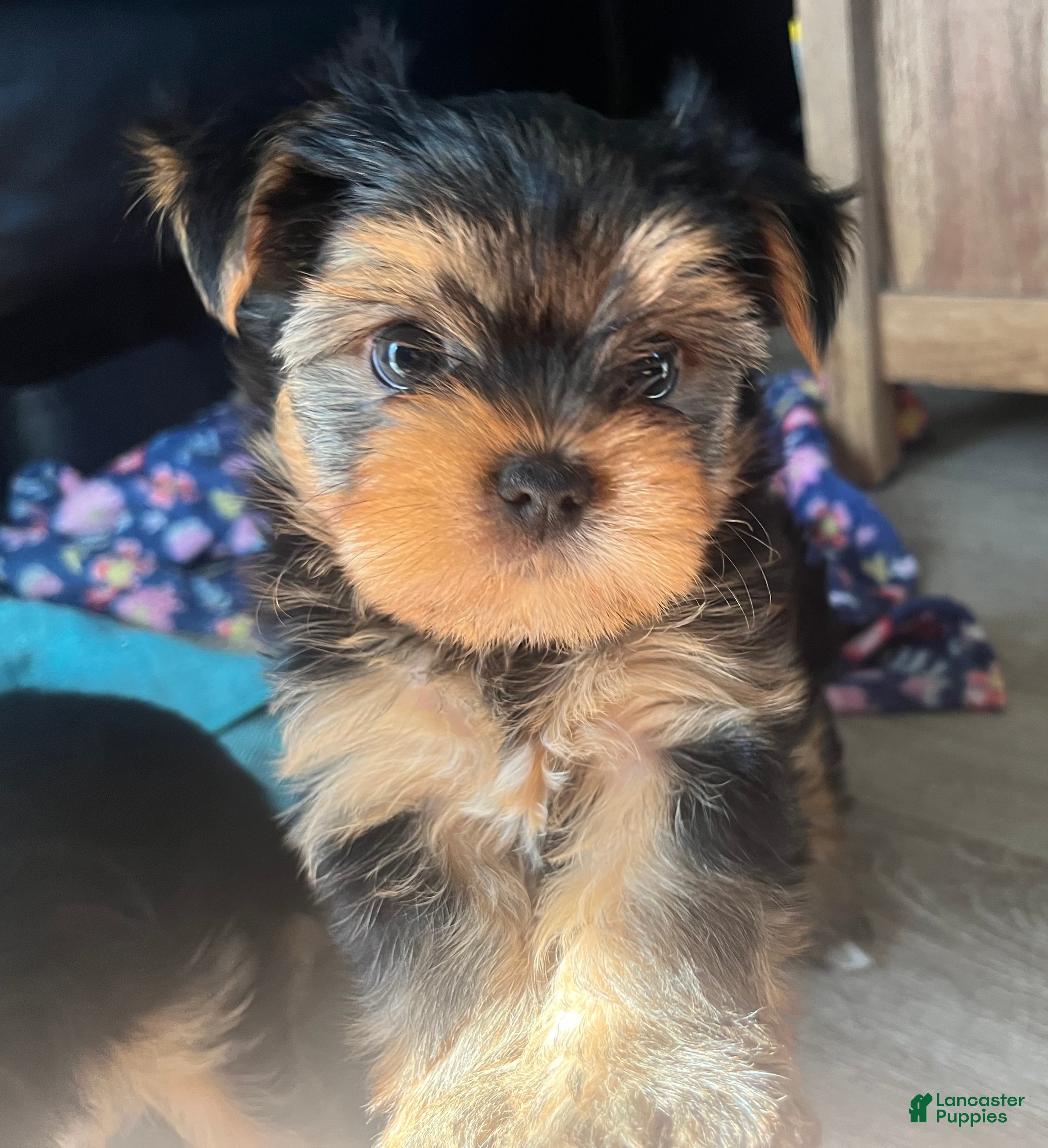 Yorkshire Terrier dogs Lulu - Ad 36