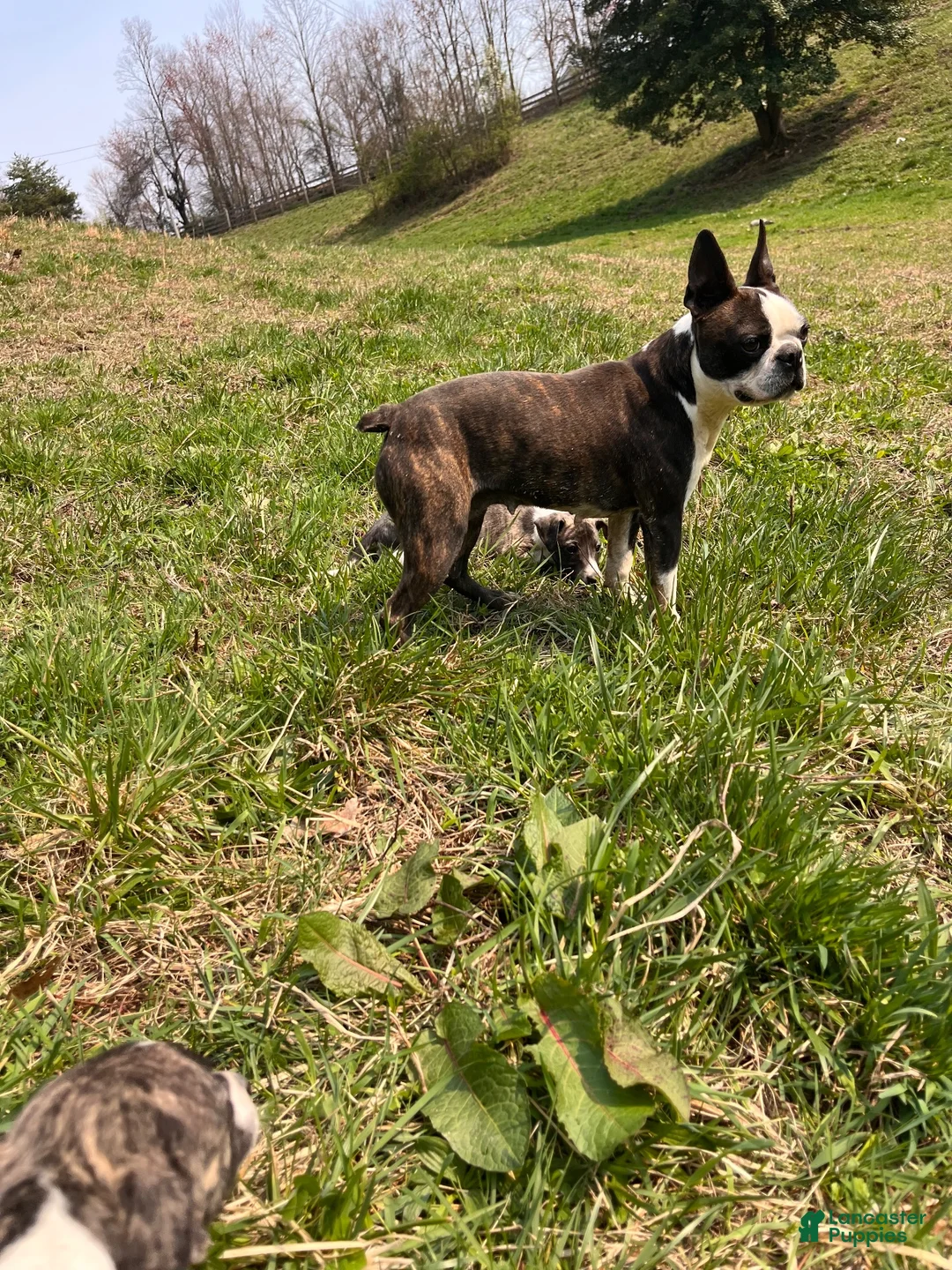 Boston Terrier dogs for sale: Denni - Ad 2