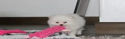 Pomeranian dogs for sale: Reese - Ad 8