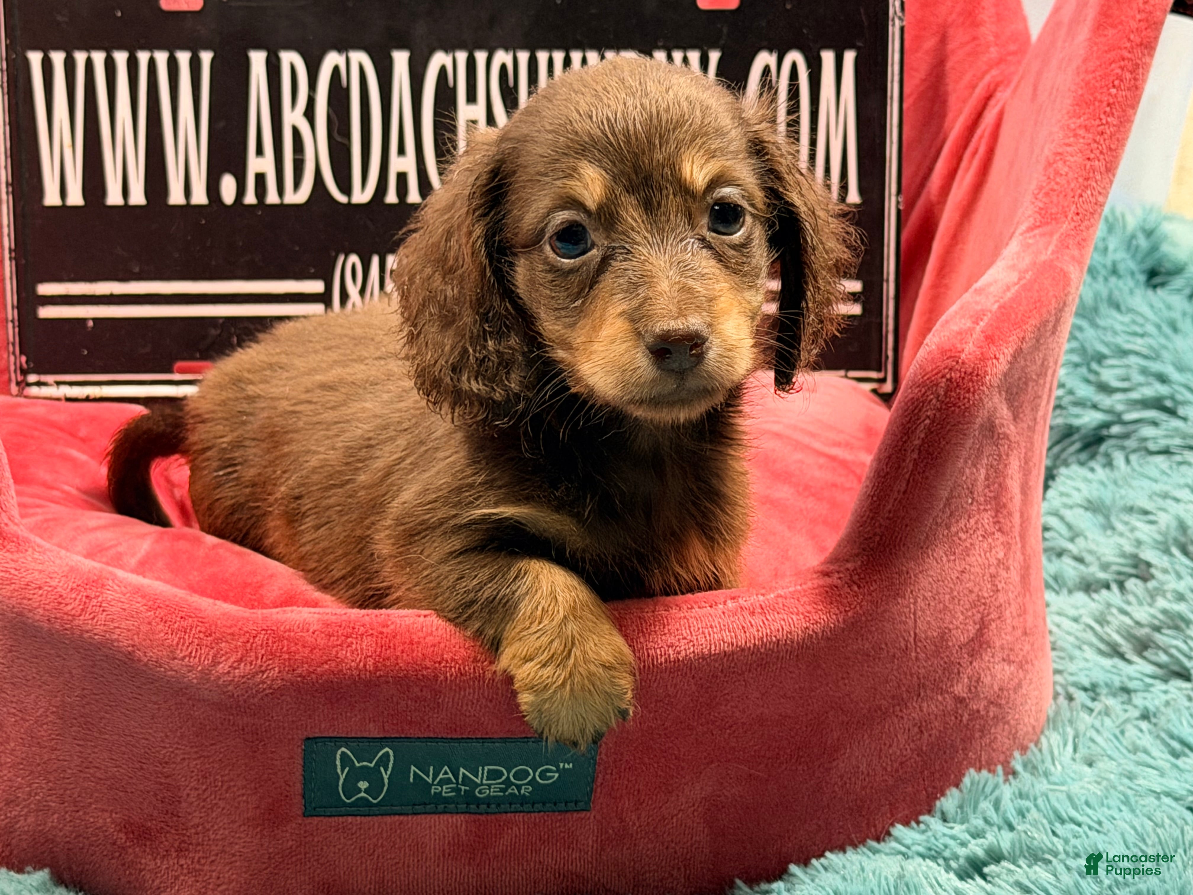 Miniature Dachshund dogs Russian. Pra clear should carry cream akc - Ad 36