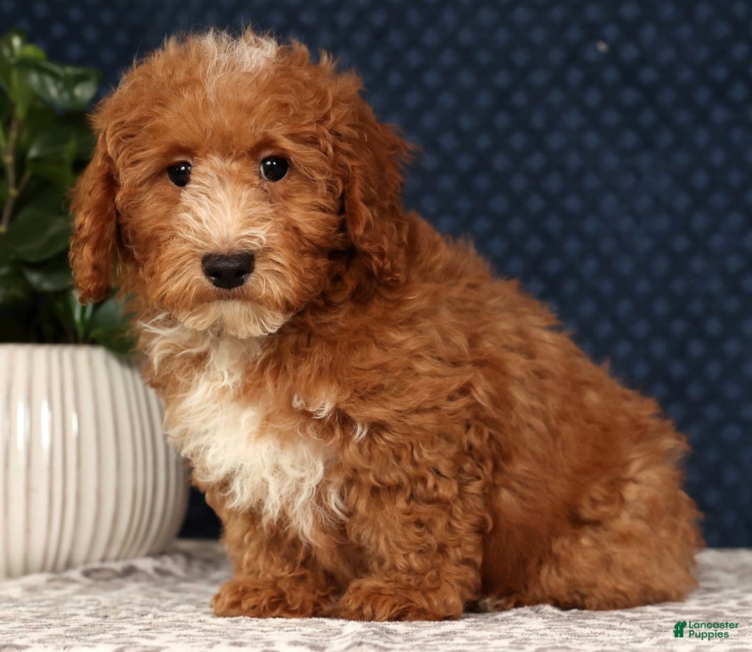 Bichpoo dogs for sale: Eric - Ad 1