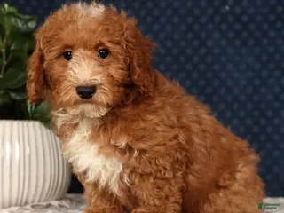 Bichpoo dogs Eric - Ad 41