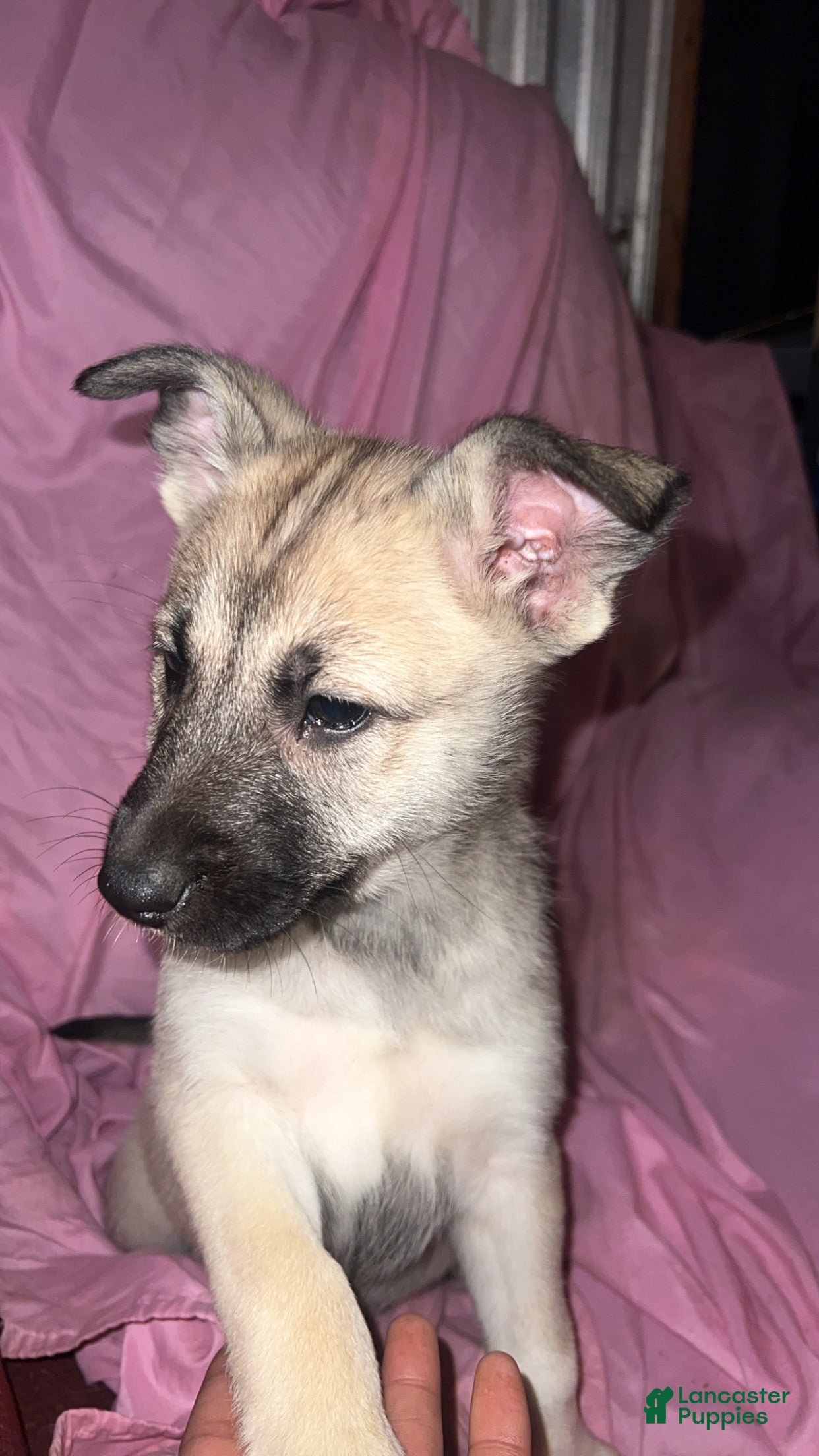 Mixed Breed dogs Girl1 - Ad 4