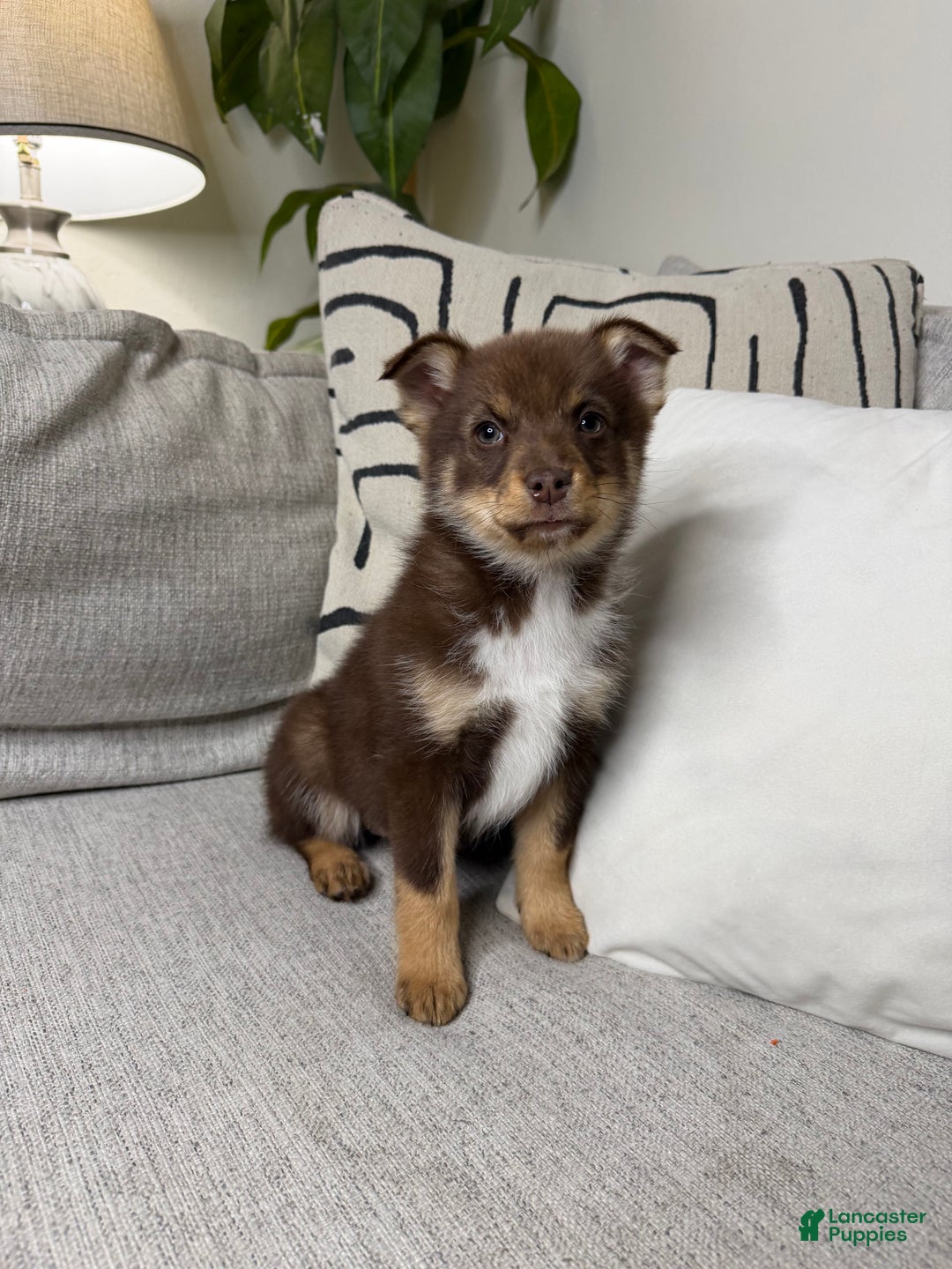 Pomsky dogs for sale: Dotty - Ad 11