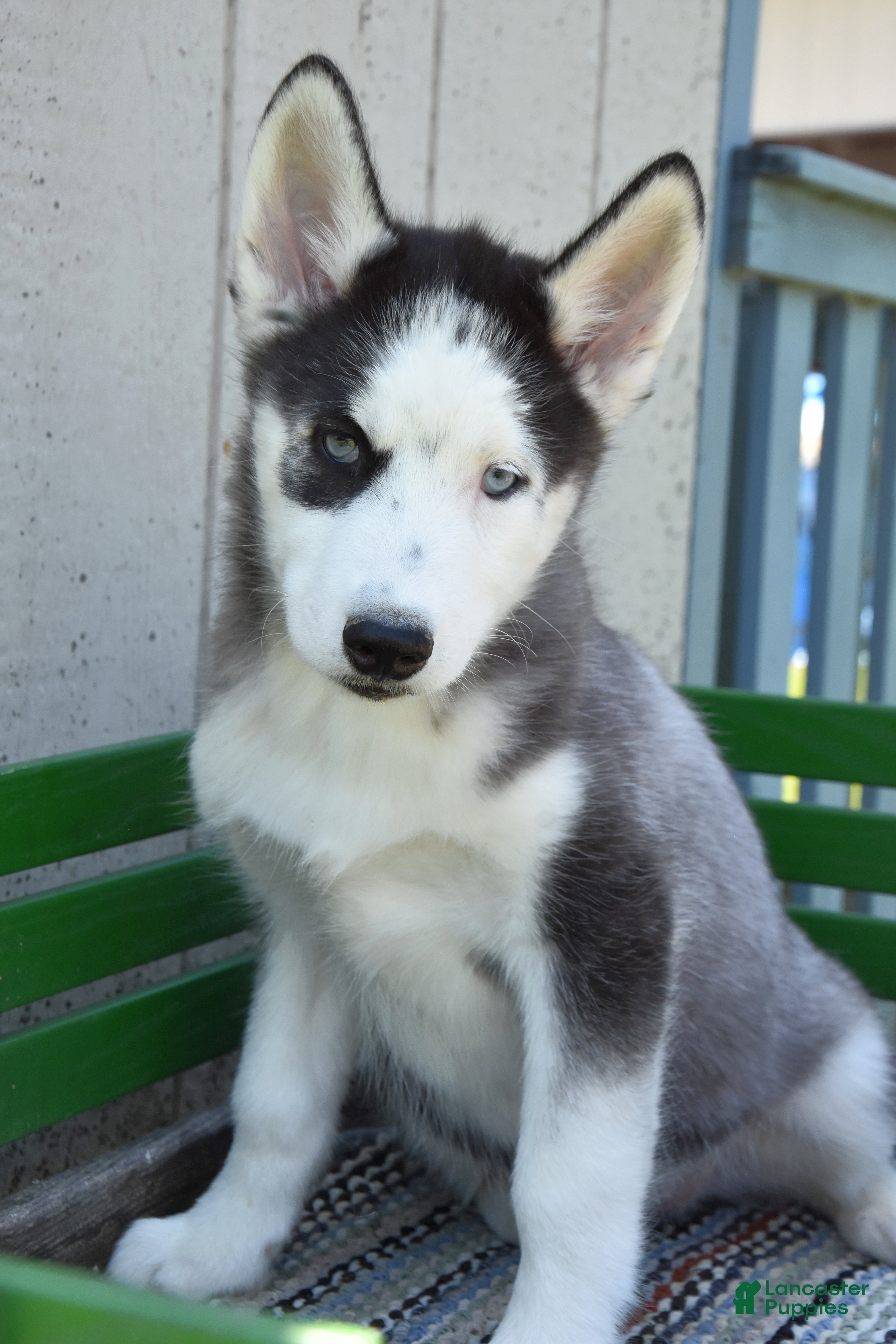 Siberian Husky dogs Hess - Ad 1