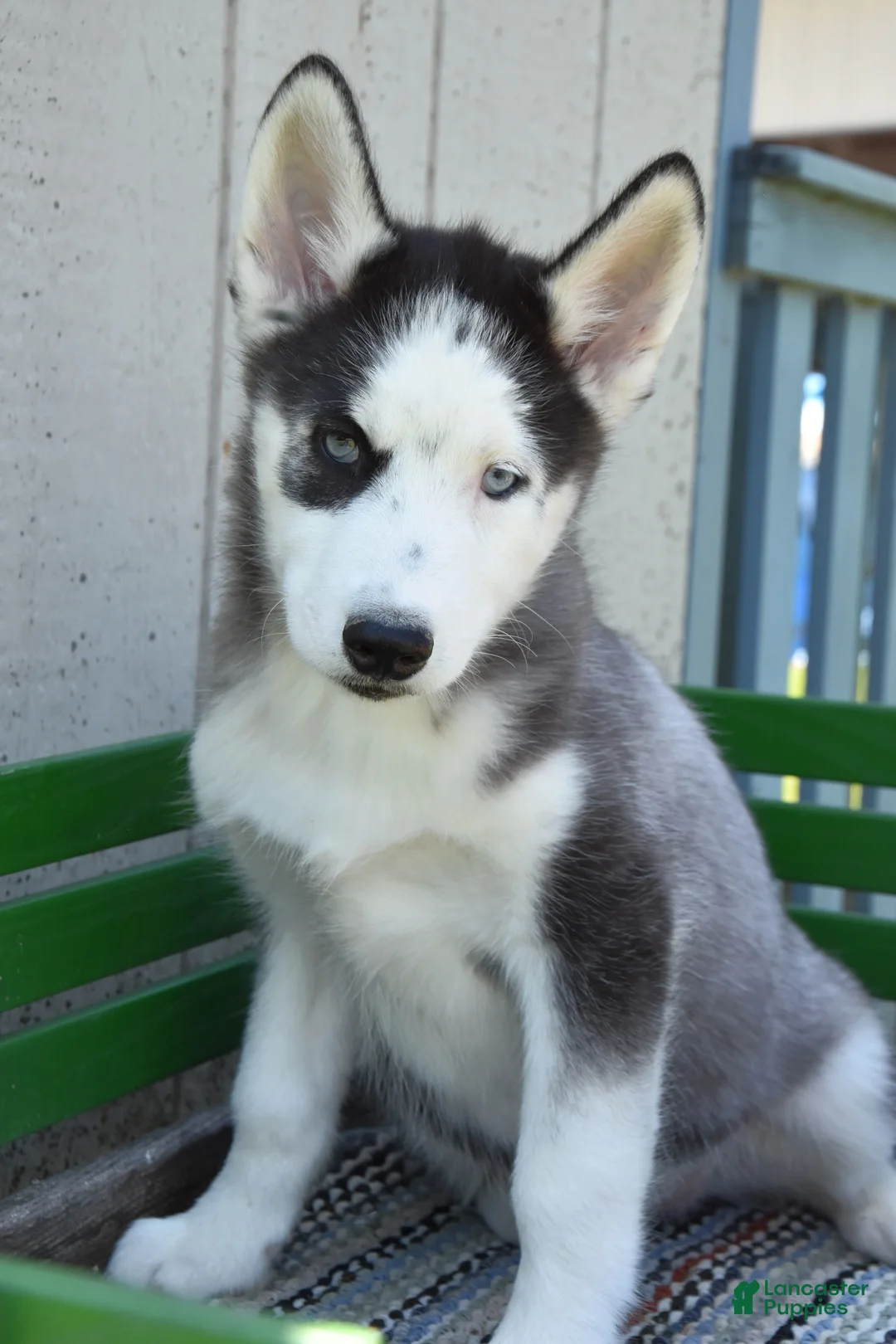 Siberian Husky dogs for sale: Hess - Ad 1