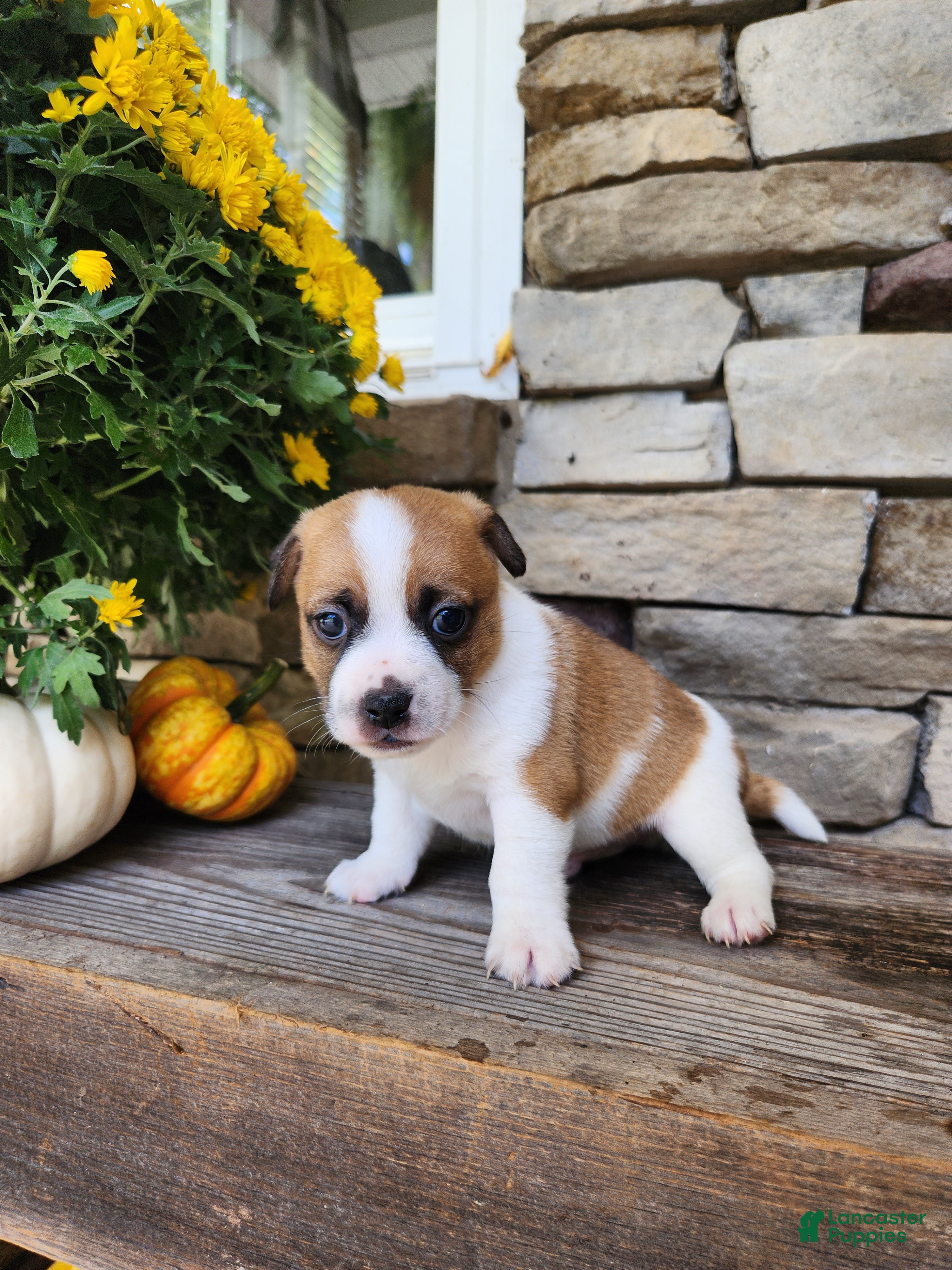 Rat Terrier dogs for sale: Peanut - Ad 11