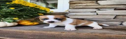 Rat Terrier dogs for sale: Peanut - Ad 1