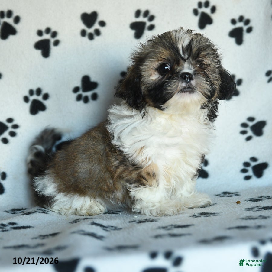 Shih Tzu dogs Tula - Ad 2