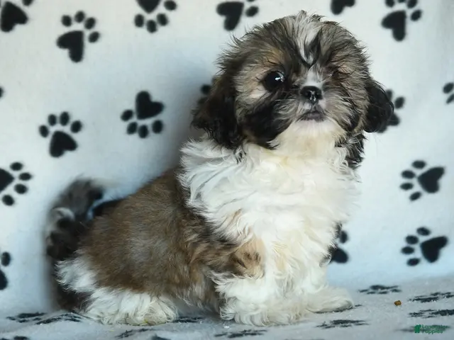Shih Tzu dogs for sale: Tula - Ad 2