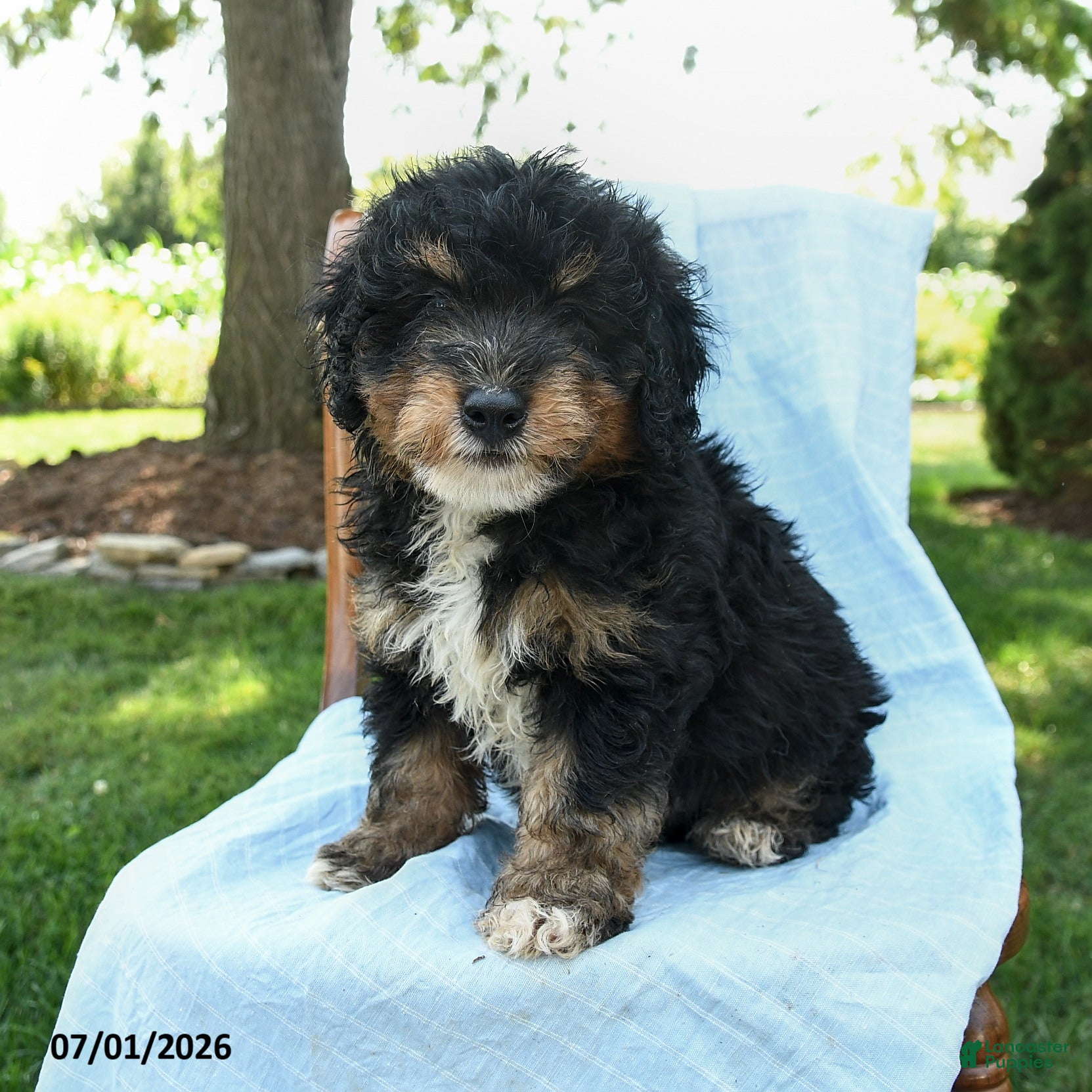 Mini Bernedoodle dogs Rod  - Ad 1