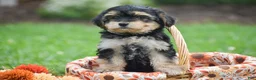 Morkie dogs for sale: Sage - Ad 9