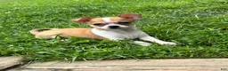 Chihuahua dogs for sale: Cookie - Ad 8