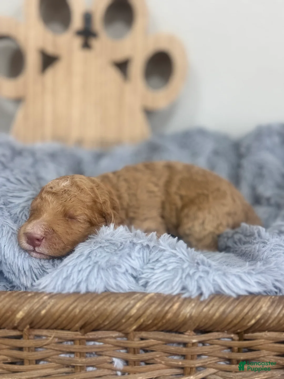 Mixed Breed dogs for sale: Canyon- Orange Collar - Ad 1