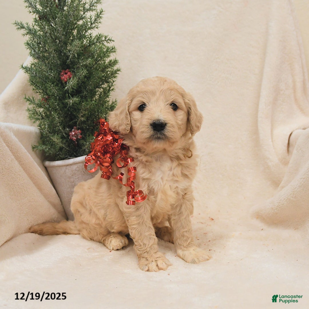 Goldendoodle dogs for sale: Bear - Ad 3