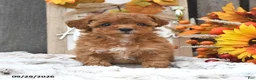 Shihpoo dogs for sale: Maisie - Ad 4