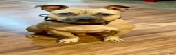 American Bully dogs for sale: American Bully 3 - Ad 13