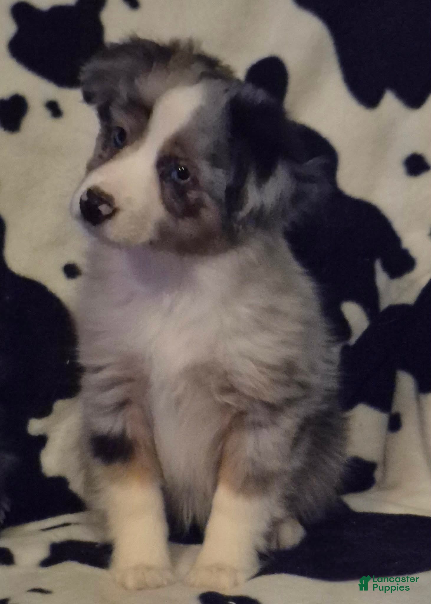 Toy Australian Shepherd dogs Toy Australian Shepherd Puppy 3 - Ad 1