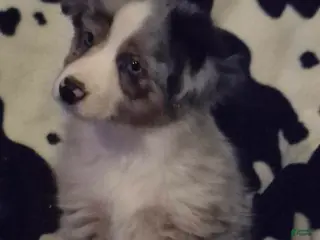 Toy Australian Shepherd dogs Toy Australian Shepherd Puppy 3 - Ad 1