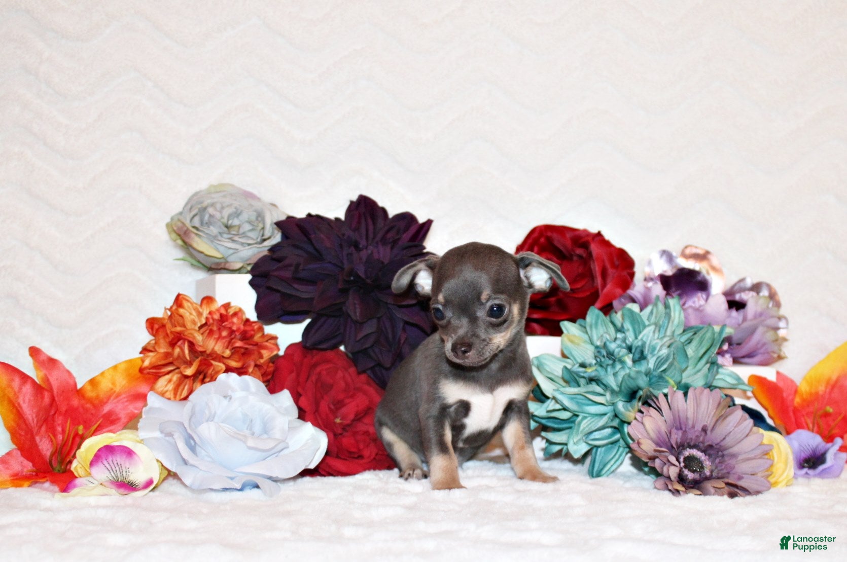 Chihuahua dogs Wendall - Ad 2