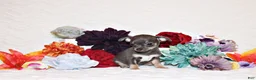 Chihuahua dogs for sale: Wendall - Ad 2