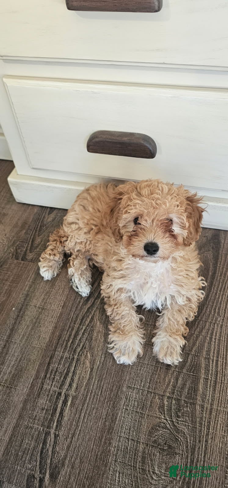 Mini Goldendoodle dogs for sale: Cuddles - Ad 1