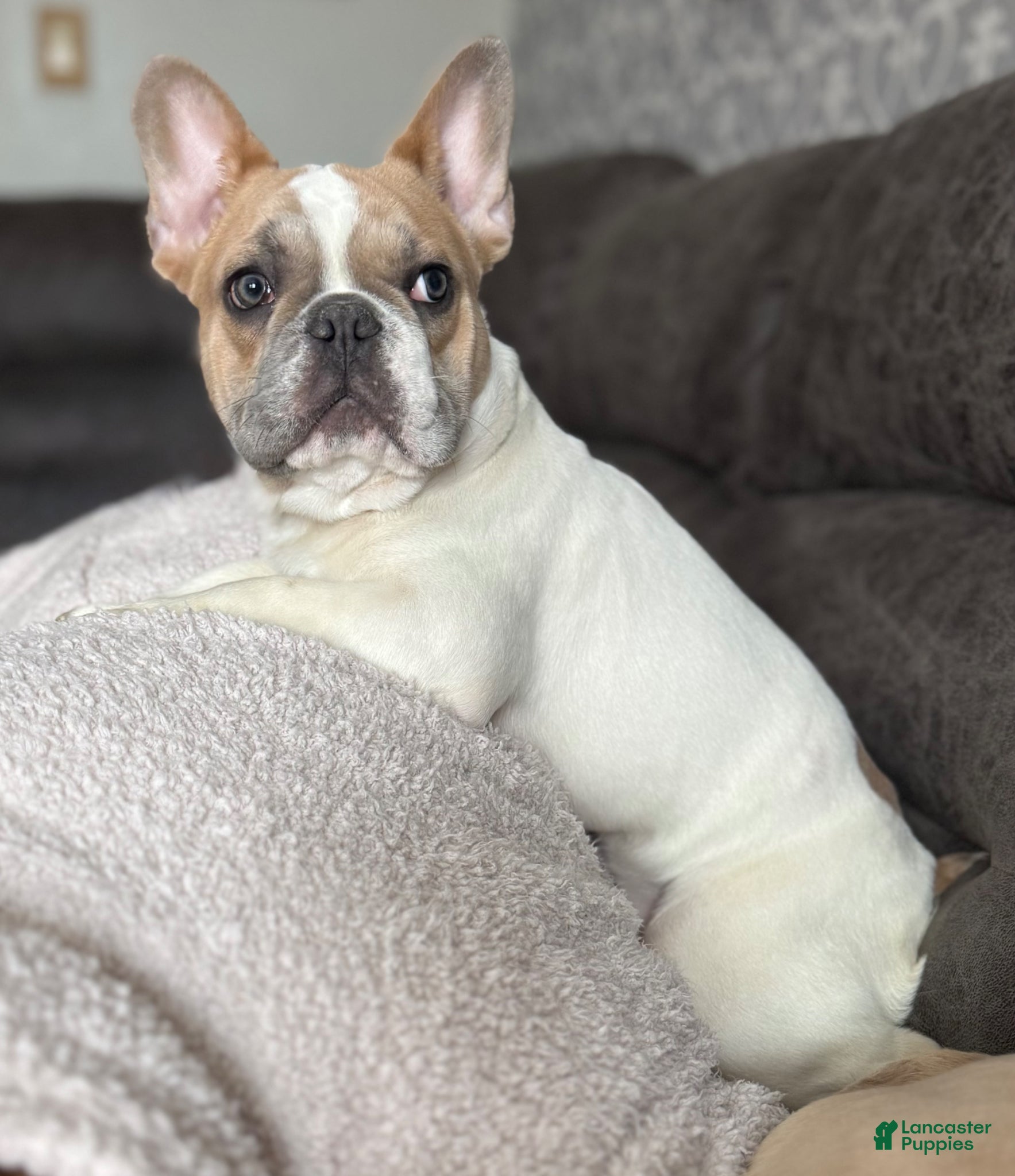 French Bulldog dogs French Bulldog Puppy 1 - Ad 5