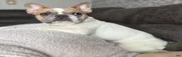 French Bulldog dogs for sale: French Bulldog Puppy 1 - Ad 1