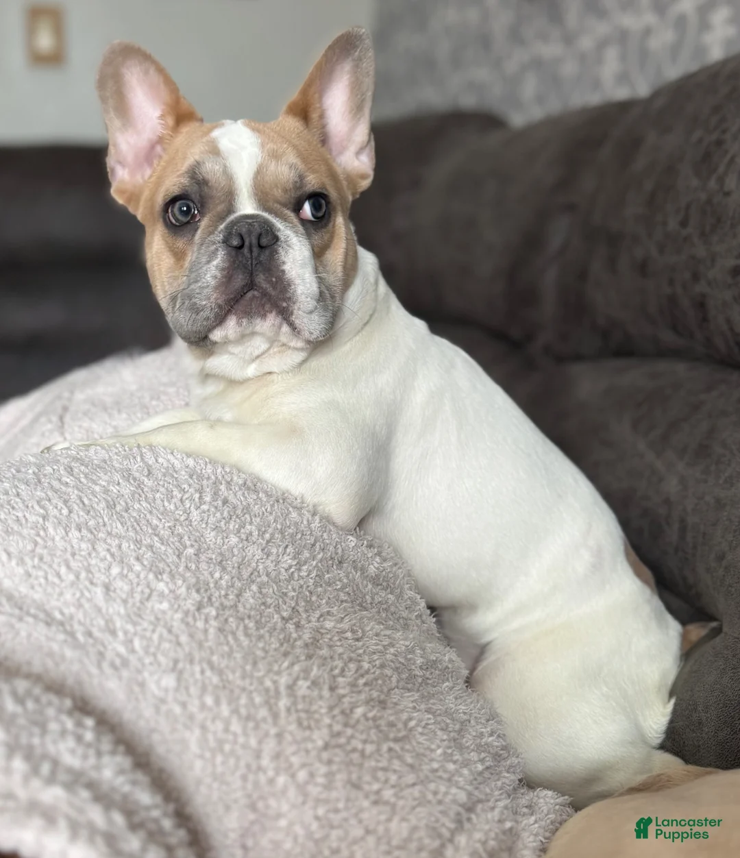French Bulldog dogs for sale: French Bulldog Puppy 1 - Ad 1