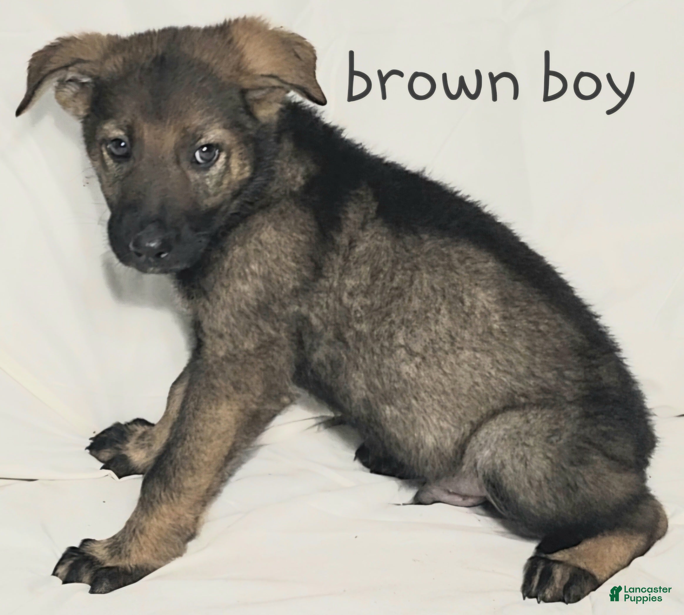 German Shepherd dogs Brown Boy - Ad 16
