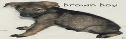German Shepherd dogs for sale: Brown Boy - Ad 1