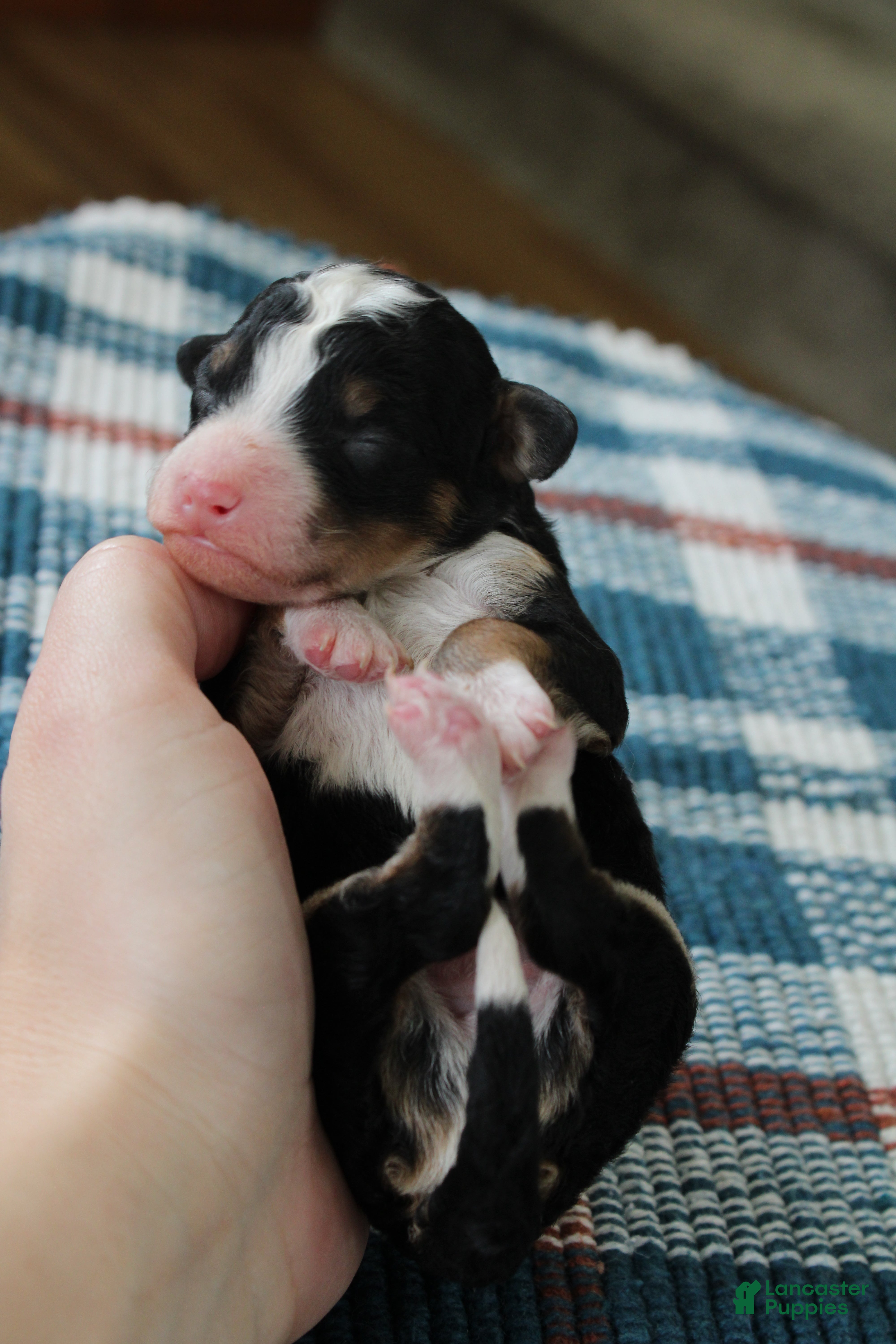 Mini Bernedoodle dogs Ranger  - Ad 2