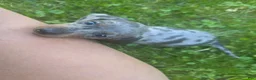 Miniature Dachshund dogs for sale: Sallie - Ad 2