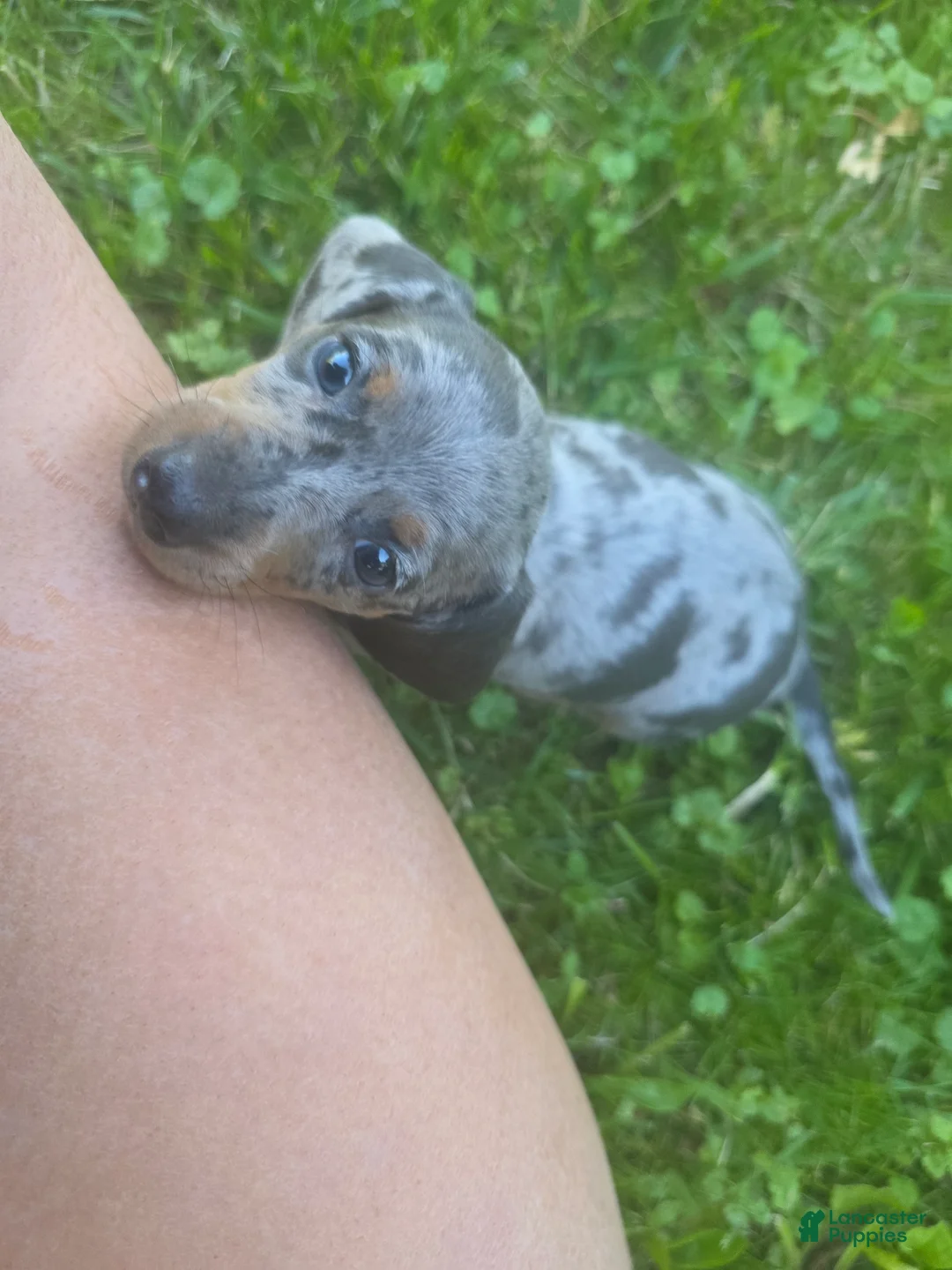 Miniature Dachshund dogs for sale: Sallie - Ad 2
