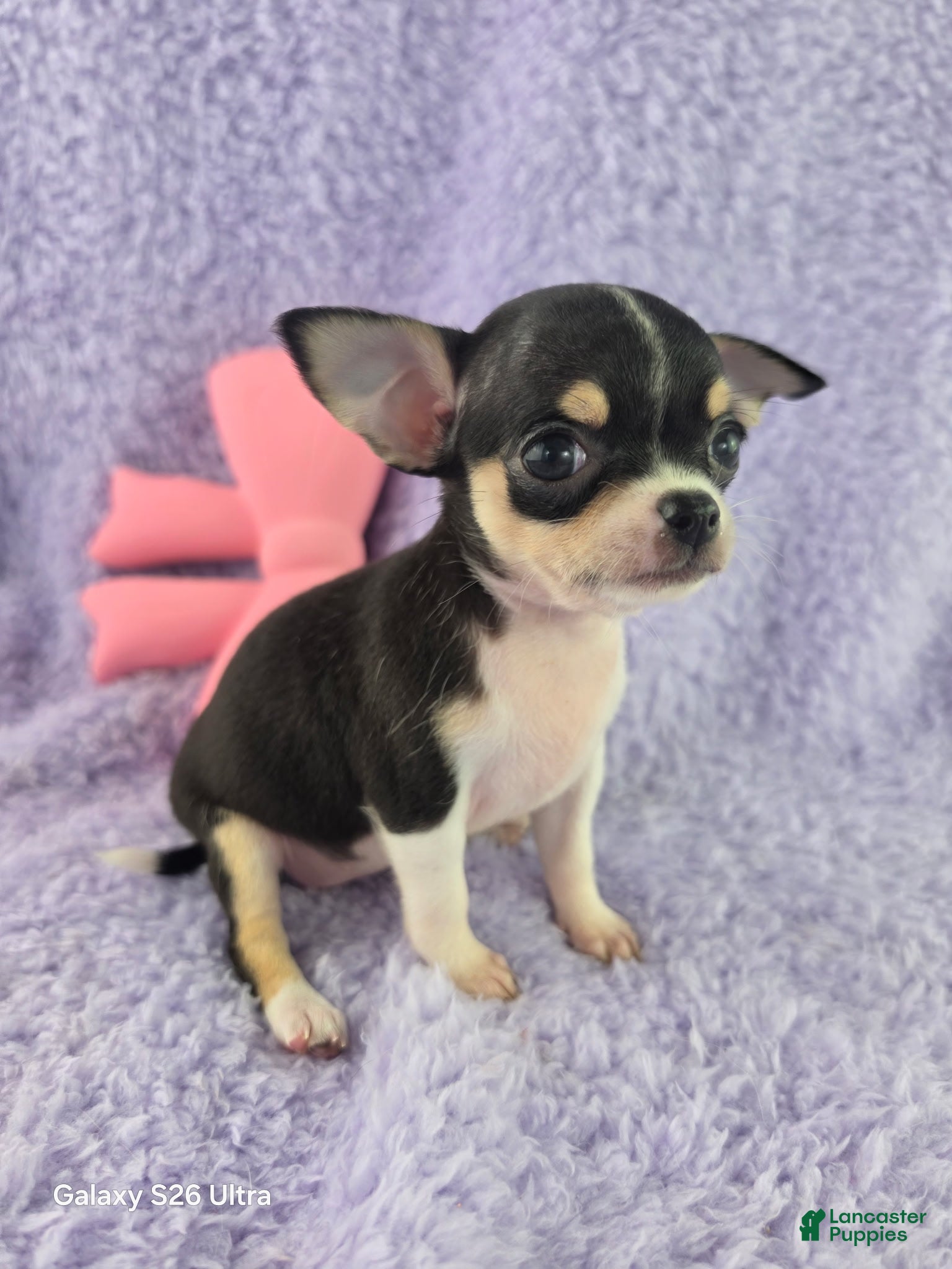 Chihuahua dogs AKC Masie  - Ad 2