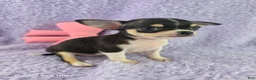 Chihuahua dogs for sale: AKC Masie  - Ad 2