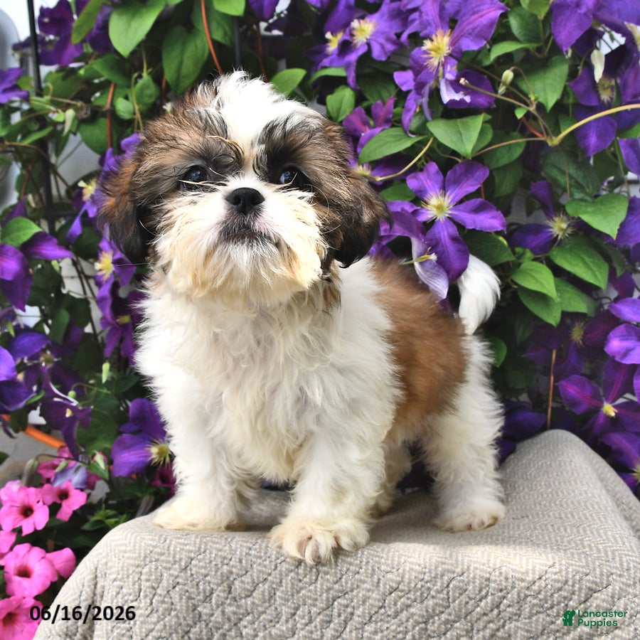 Shih Tzu dogs Silky - Ad 1