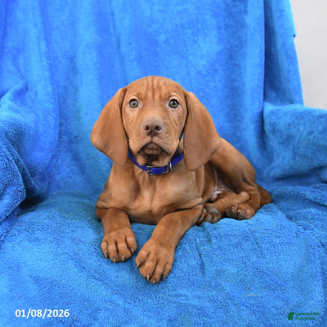 Vizsla dogs for sale: Scout - Ad 3