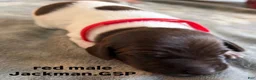 German Shorthaired Pointer dogs for sale: Red Male - Ad 3