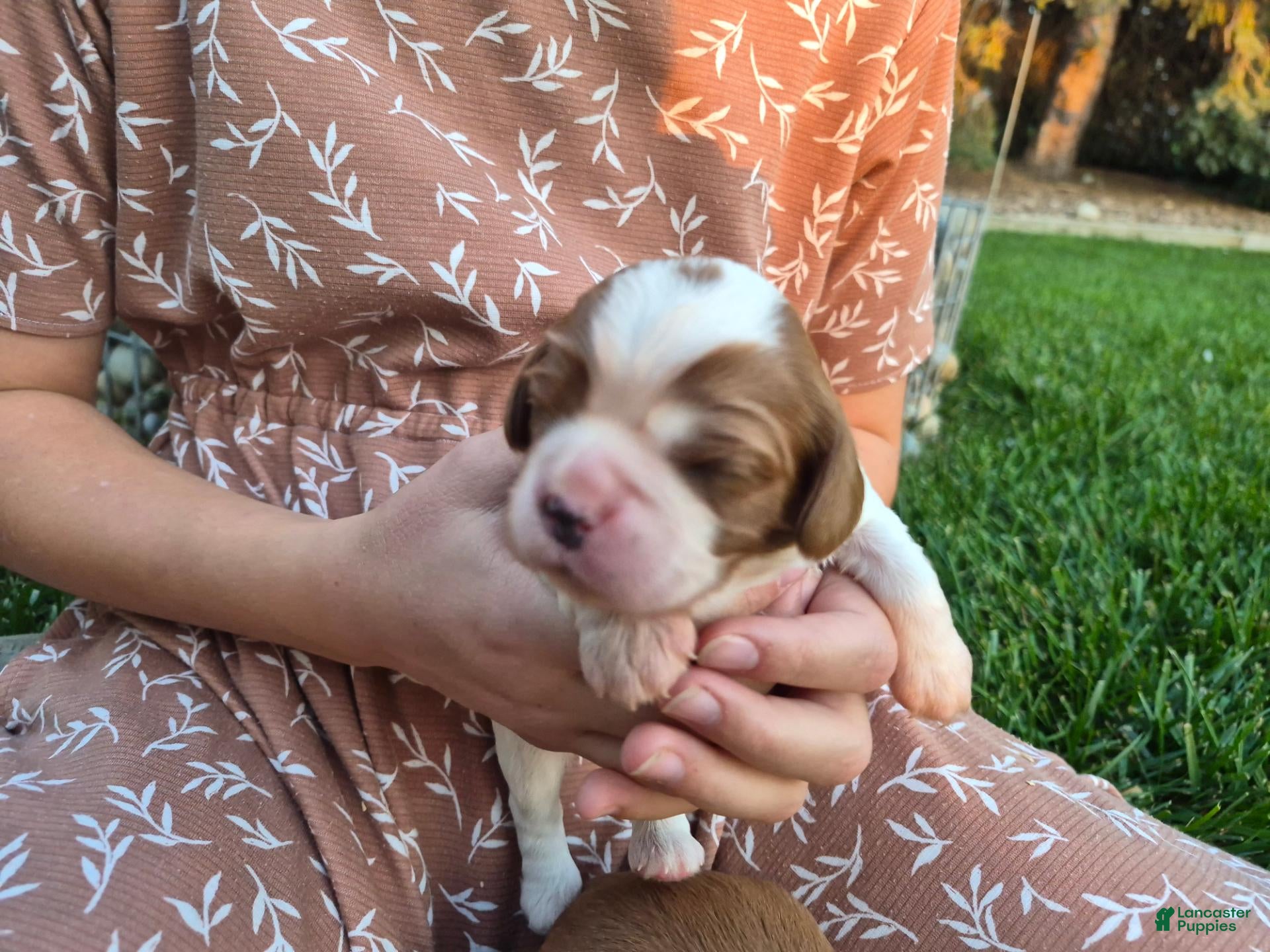 Cavalier King Charles Spaniel dogs for sale: Cavalier King Charles Spaniel 4 - Ad 1