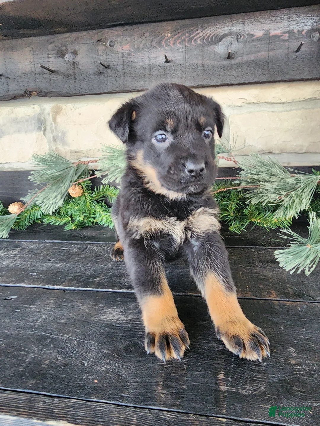 Mixed Breed dogs for sale: Rhonda  - Ad 4
