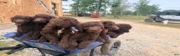 Goldendoodle dogs for sale: Goldendoodle 1 - Ad 6