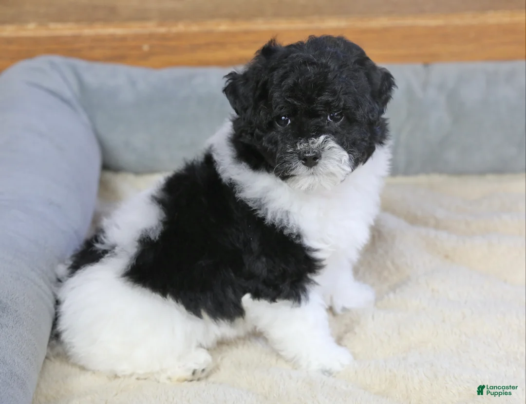Miniature Poodle dogs for sale: Paislee - Ad 12