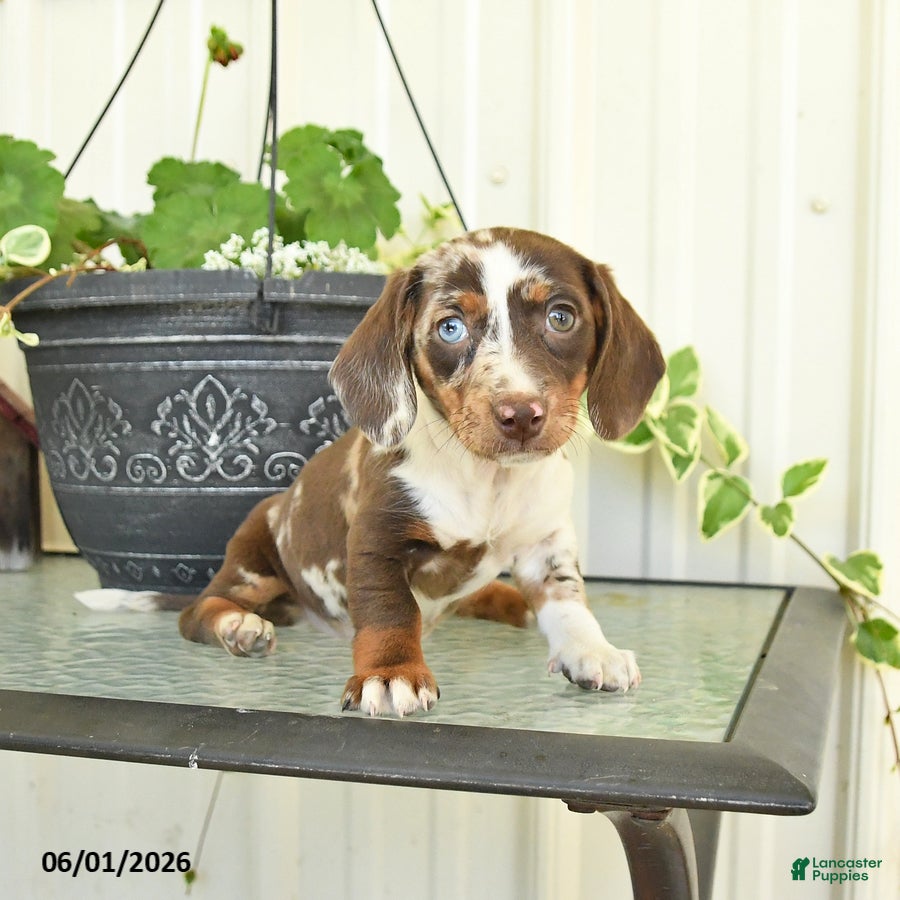 Dachshund dogs for sale: Lilac - Ad 4