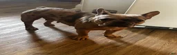 French Bulldog dogs for sale: Nina - Ad 2