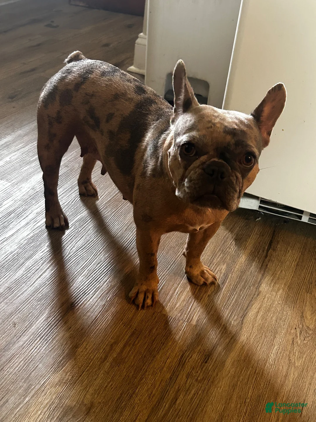 French Bulldog dogs for sale: Nina - Ad 2