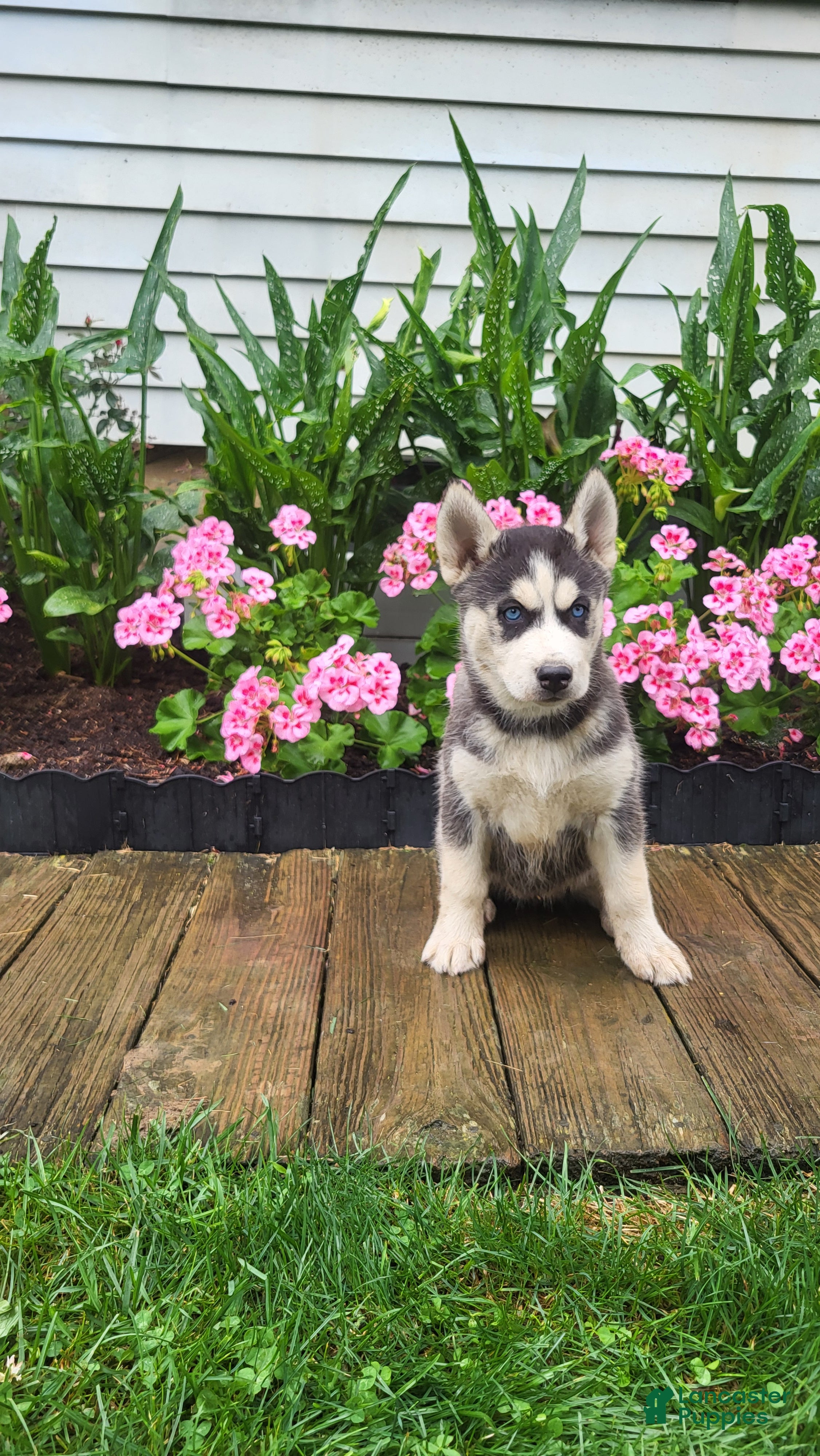 Siberian Husky dogs for sale: Jessica  - Ad 3