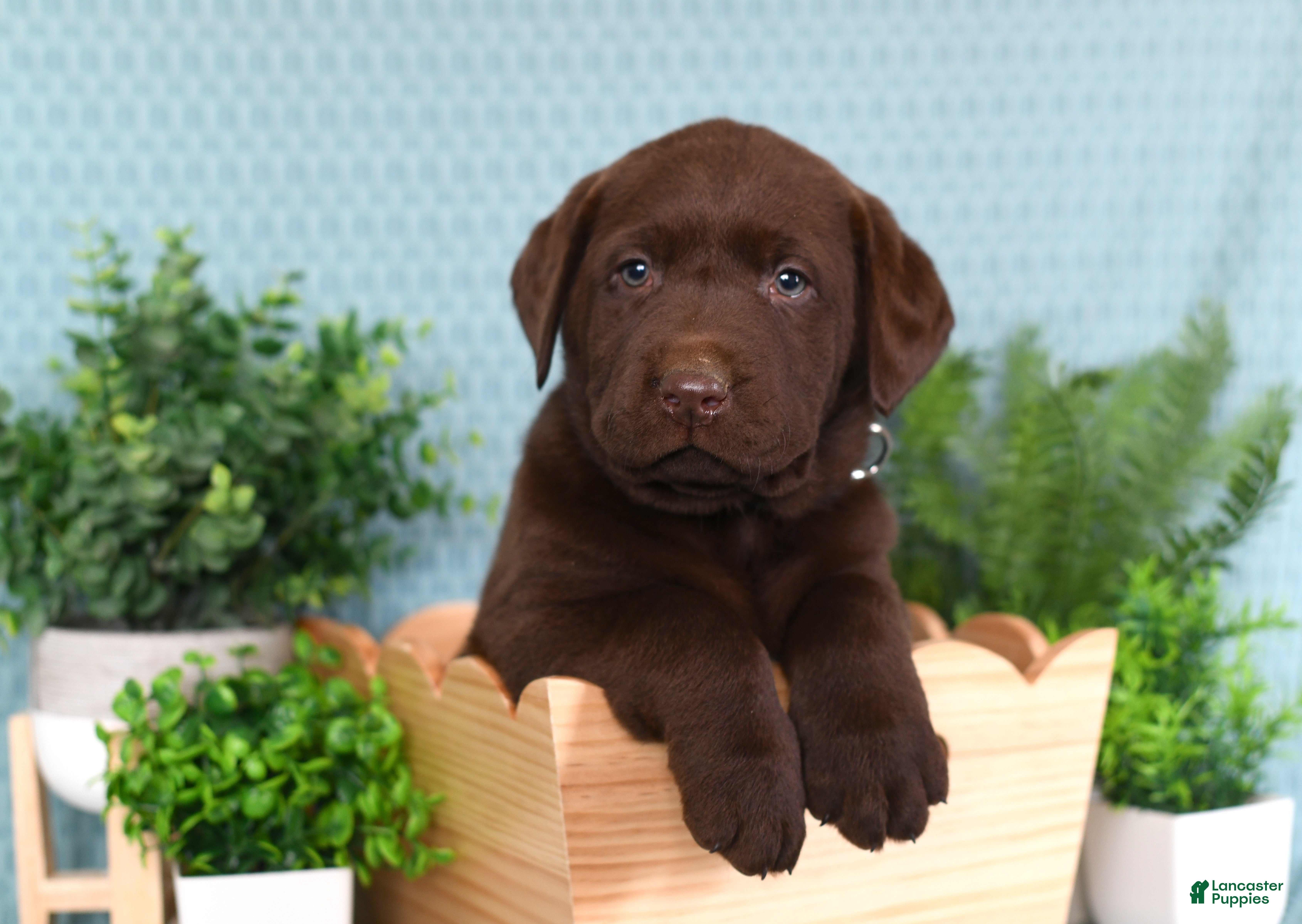 Labrador Retriever dogs Labrador Retriever Bruno - Ad 1