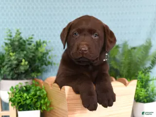 Labrador Retriever dogs for sale: Labrador Retriever Bruno - Ad 4