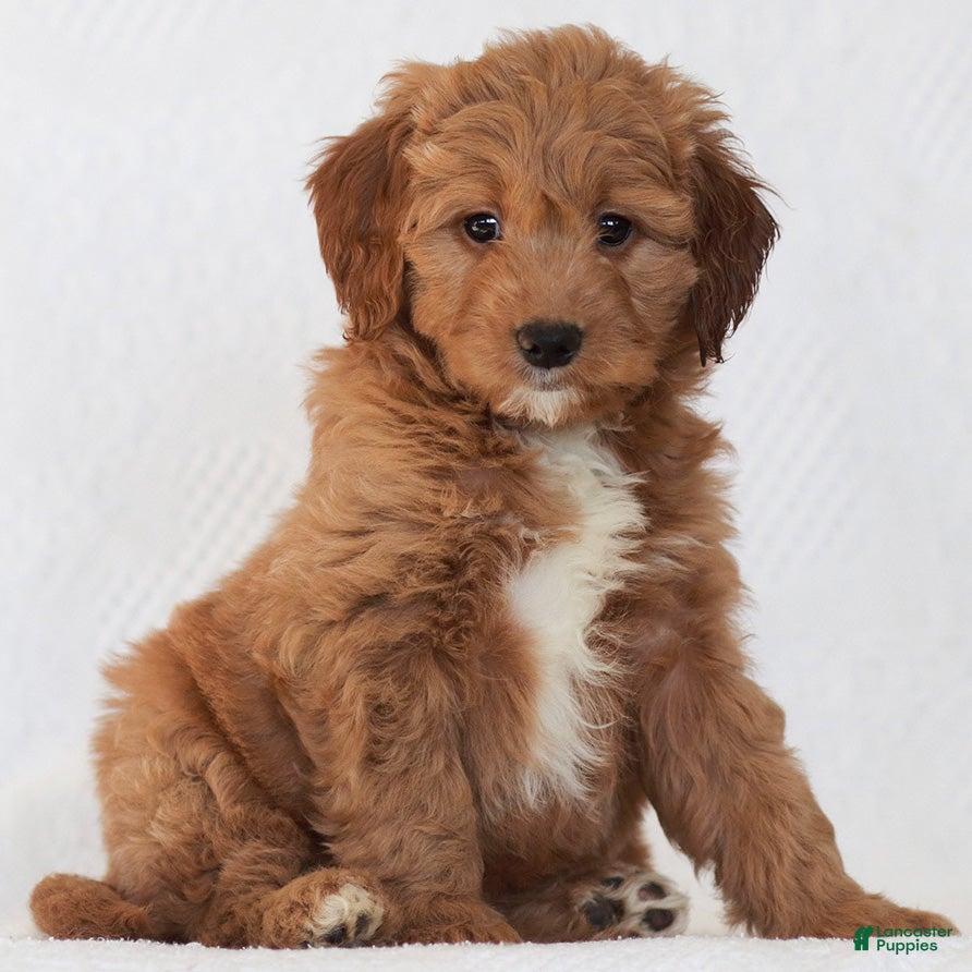 Mini Goldendoodle dogs Ramona - Ad 22